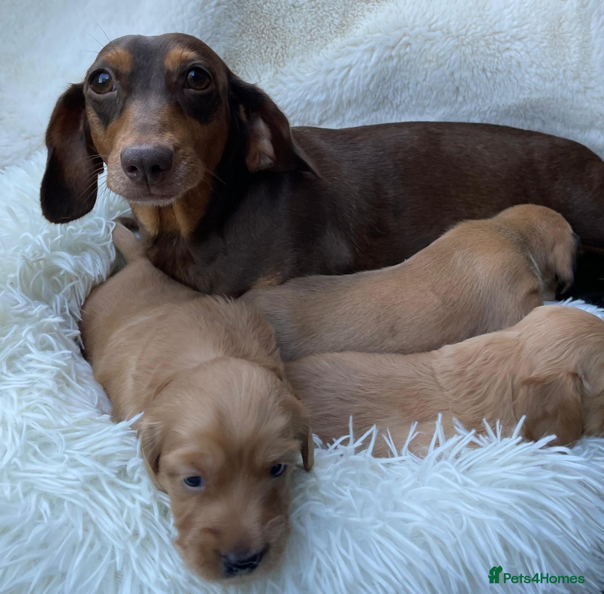 Dachshund dogs 🐾 3 Stunning Dachshund Puppies – Loving Homes ❤️ - Advert 2