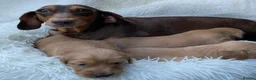 Dachshund dogs for sale: 🐾 3 Stunning Dachshund Puppies – Loving Homes ❤️ - Advert 2