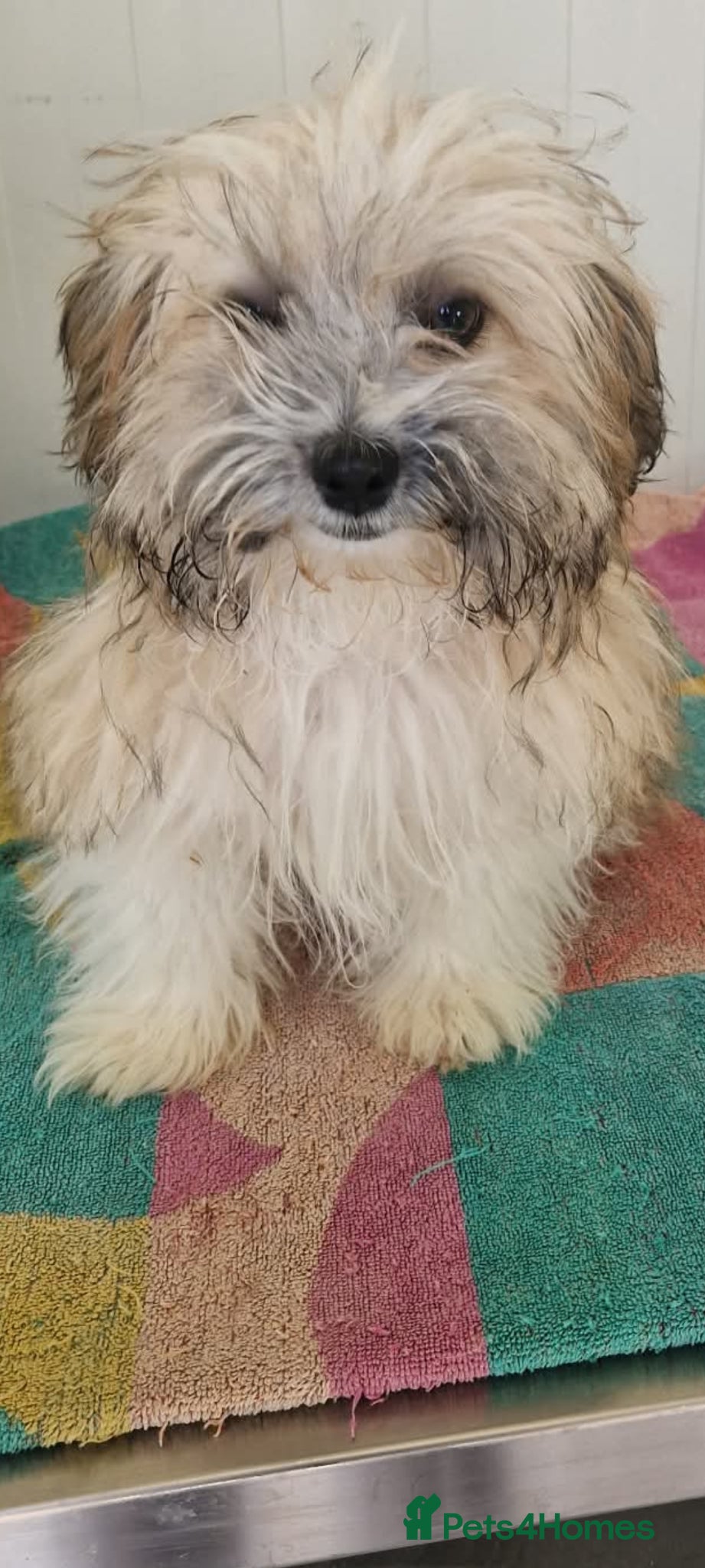 Mixed Breed dogs Albert. Shihtzu mix 5kg  - Advert 17