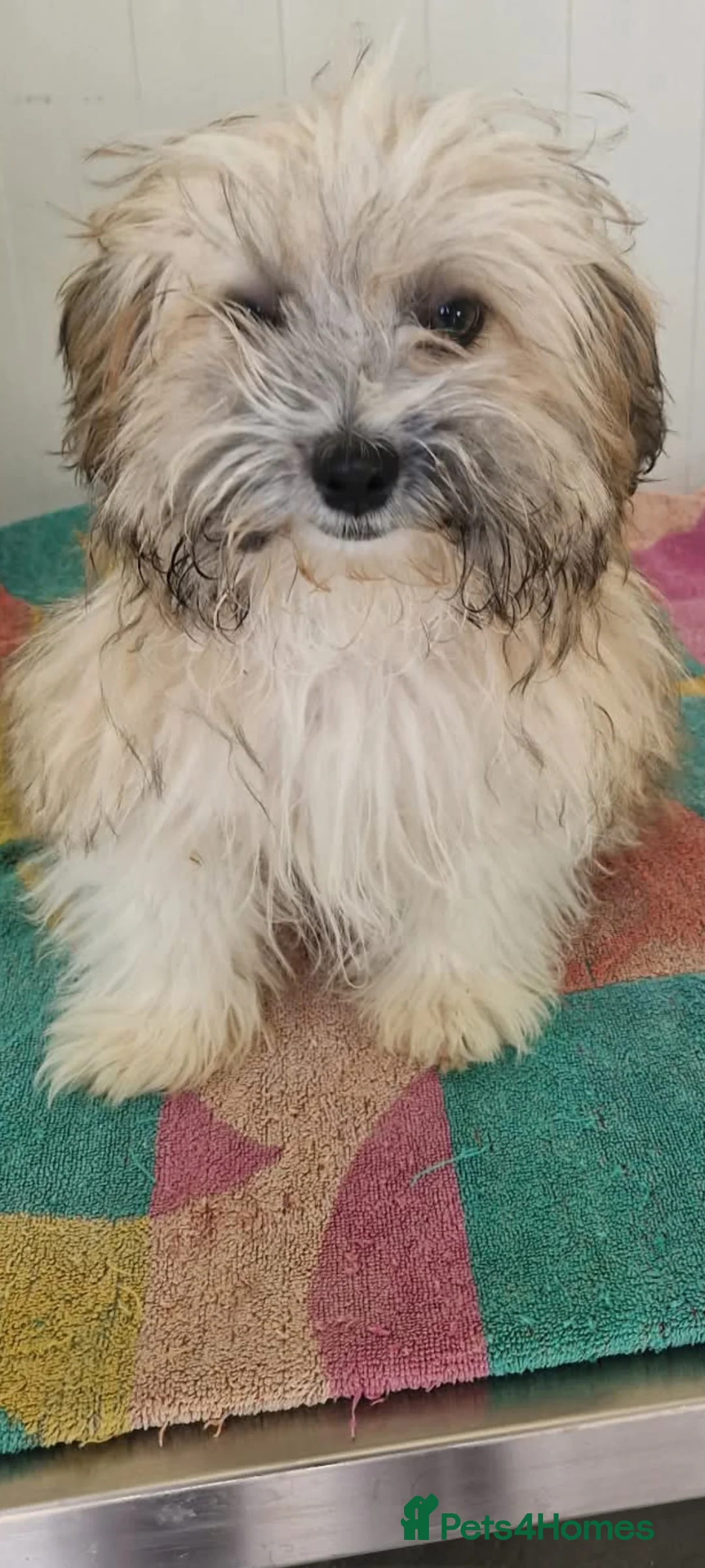 Mixed Breed dogs for adoption: Albert. Shihtzu mix 5kg  in Bridlington - Advert 1