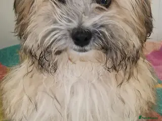 Mixed Breed dogs Albert. Shihtzu mix 5kg - Advert 3