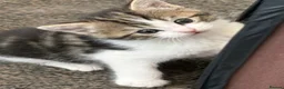 Mixed Breed cats for sale: Beautiful long haired Ragdoll cross kittens - Advert 20
