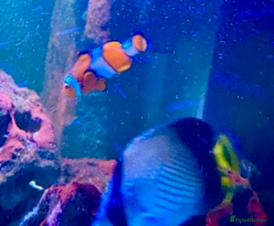 Angelfish fish for sale: 5 marine fish  - Advert 1
