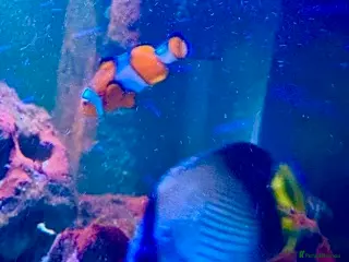 Angelfish fish 5 marine fish - Advert 1