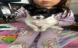 Papillon dogs for sale: KC reg petite Papillon puppies for forever homes - Image 4