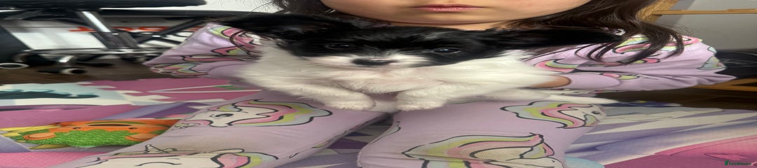 Papillon Puppy 1