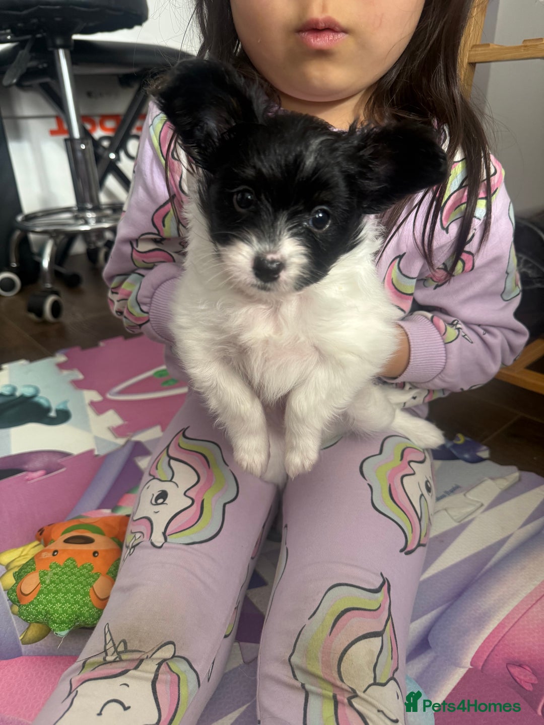 Papillon dogs for sale: KC reg petite Papillon puppies for forever homes - Image 4