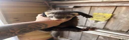 Ferret rodents for sale: Micro eu ferrets at 4 girls left 6 boys  - Advert 8