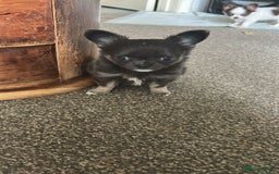 Chihuahua dogs for sale: Chihuahua teacup - Image 3