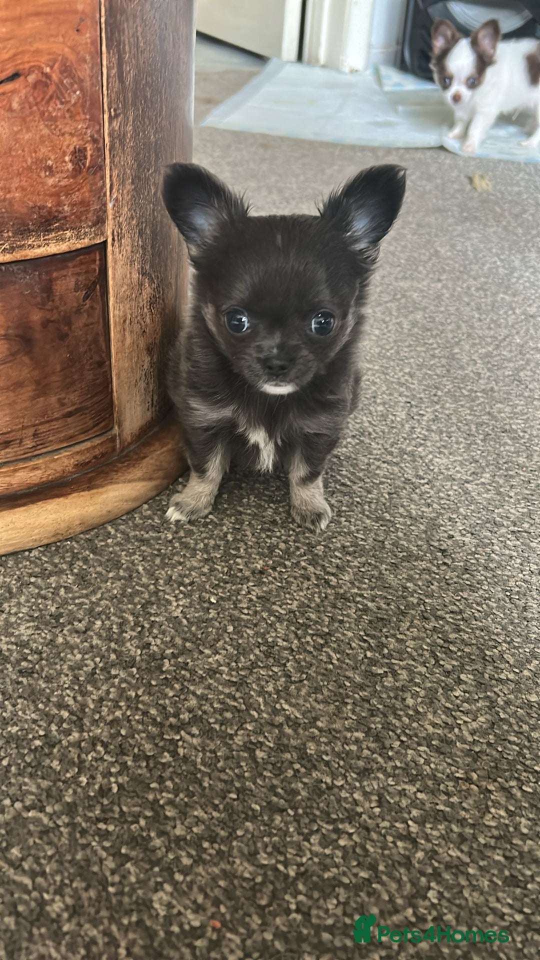 Chihuahua dogs for sale: Chihuahua teacup - Image 3