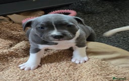 Staffordshire Bull Terrier dogs for sale: VERY RARE TOP QUALITY WHITE BLUE PIED STAFFORD BOY - Image 17
