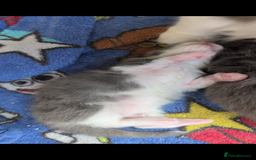 Maine Coon cats for sale: Maine coon kittens - Image 4