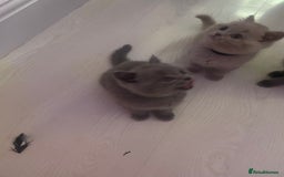 British Shorthair cats for sale: Beautiful British short hair kittens  - Image 6