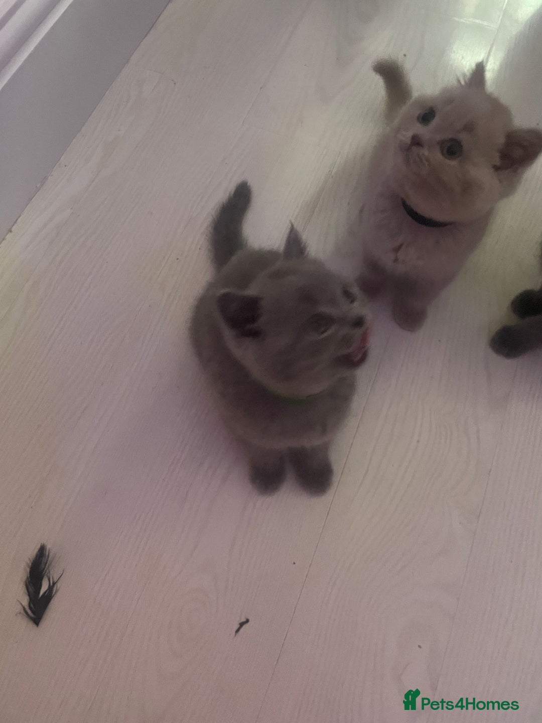 British Shorthair cats for sale: Beautiful British short hair kittens  - Image 6