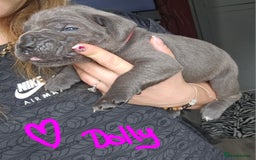 Cane Corso dogs for sale: Cane corso pups  - Image 18