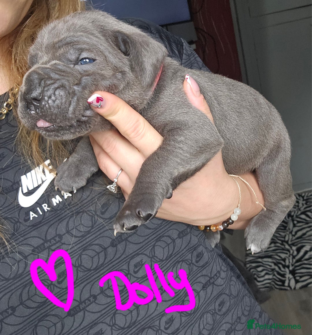 Cane Corso dogs for sale: Cane corso pups  - Image 18