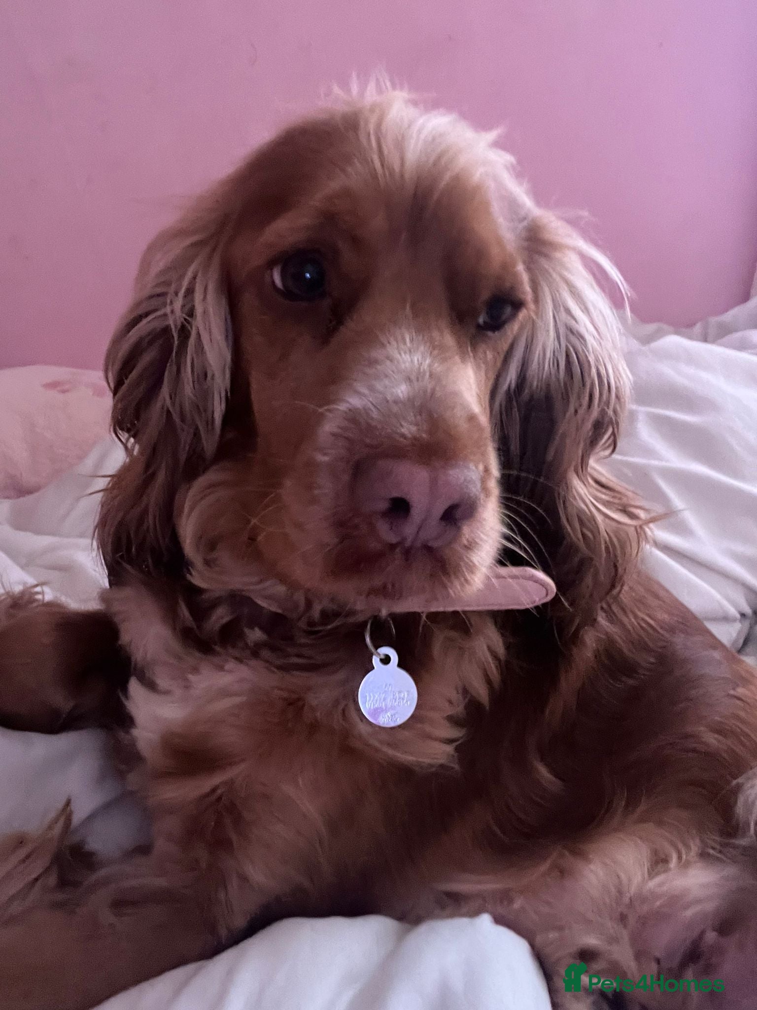 Cocker Spaniel dogs 4 cooker spaniels for sale - Advert 1