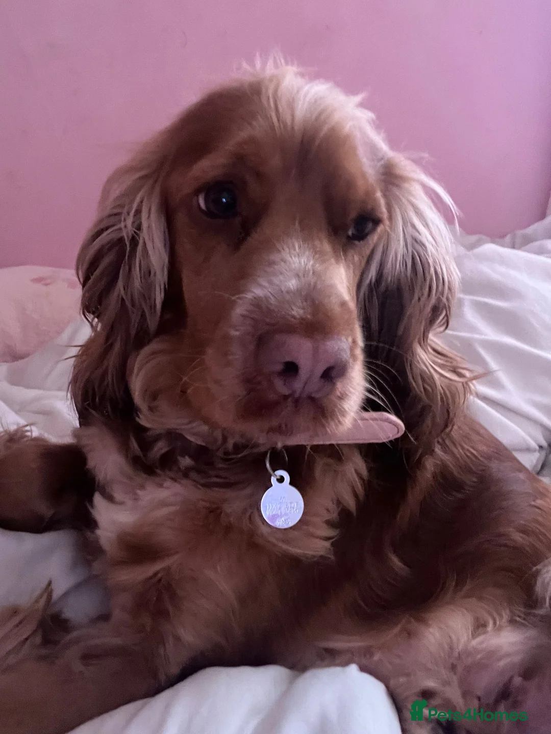 Cocker Spaniel dogs for sale: 4 show cocker spaniels for sale - Advert 1
