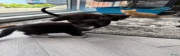 Mixed Breed cats for sale: 4 Beautiful Kittens looking for their new home  - Advert 3