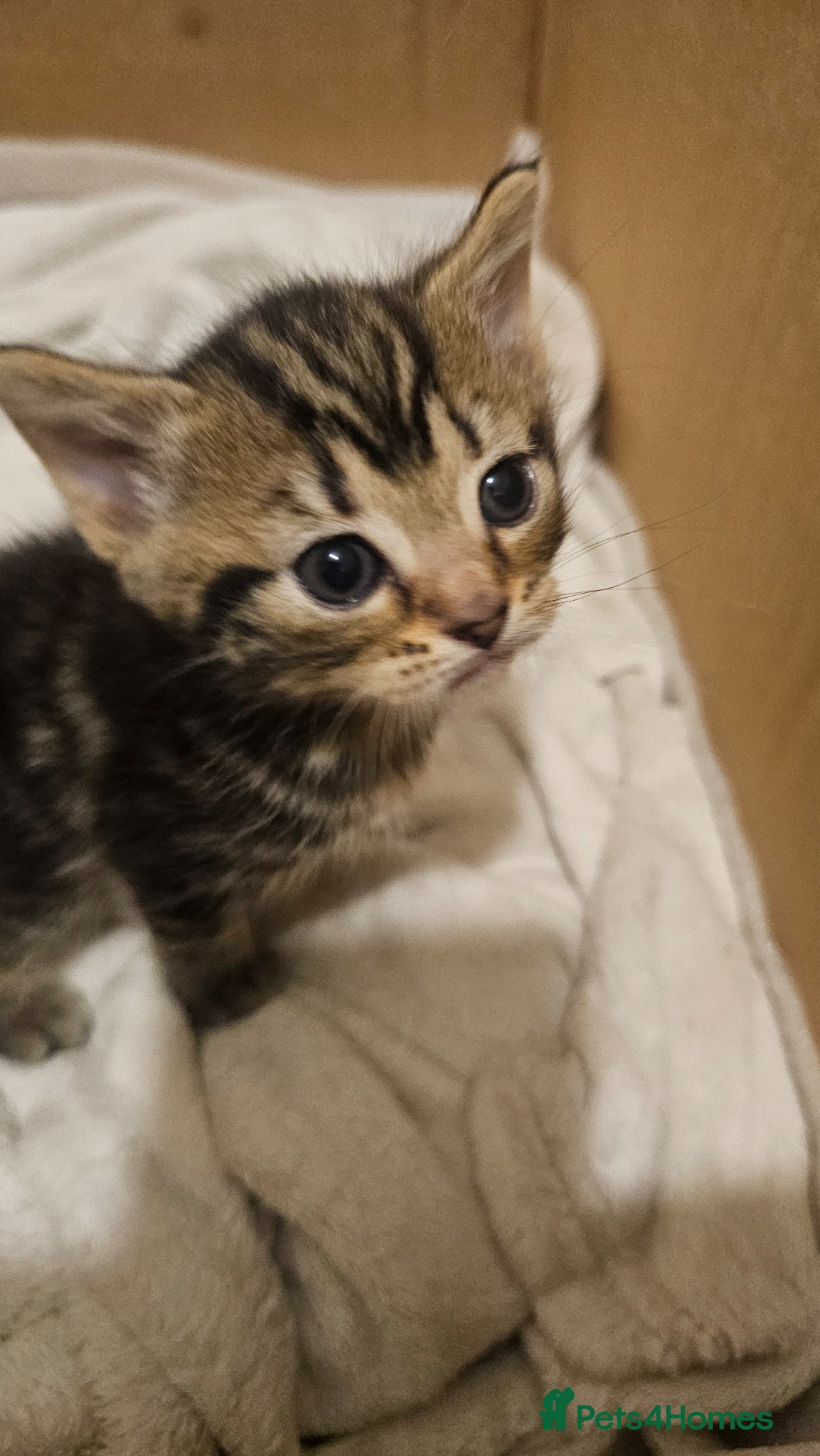 Mixed Breed cats Mixed breed kitten  - Advert 1