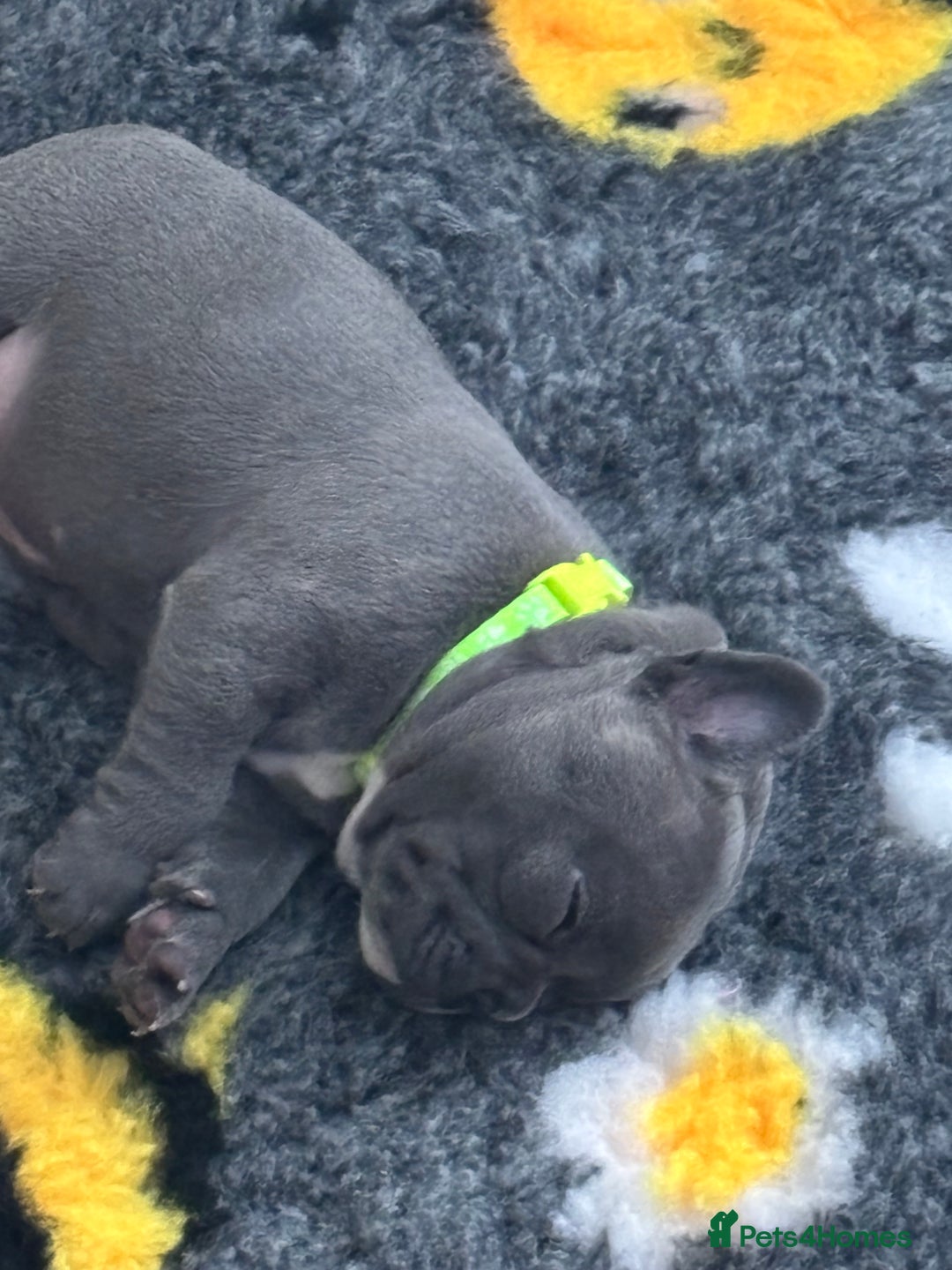 French Bulldog dogs for sale: Three stunning French bulldog puppies  - Image 6