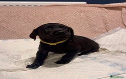 Labrador Retriever dogs for sale: 4 Boys Remaining 🐶  - Image 21
