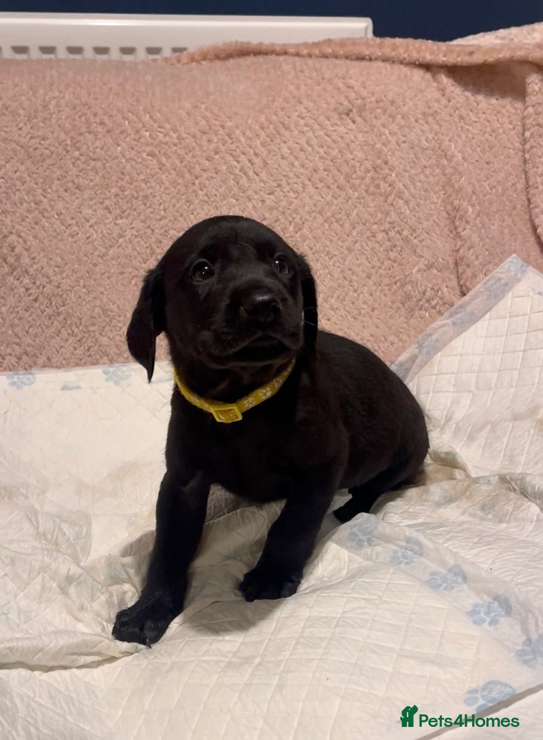 Labrador Retriever dogs for sale: 4 Boys Remaining 🐶  - Image 21