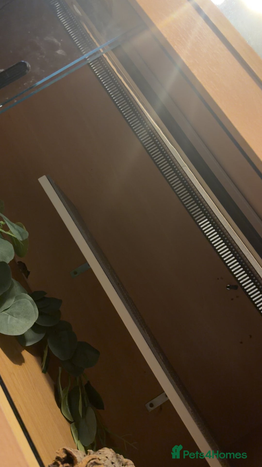 Bearded Dragon reptiles for sale: 4ft vivarium - Advert 2