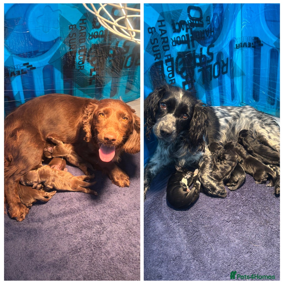 Mixed Breed dogs for sale: Top Quality F1 Docker Puppies - Image 25