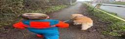 Golden Retriever dogs for sale: Golden Retriever / Female / 5ys in Swadlincote - Advert 4