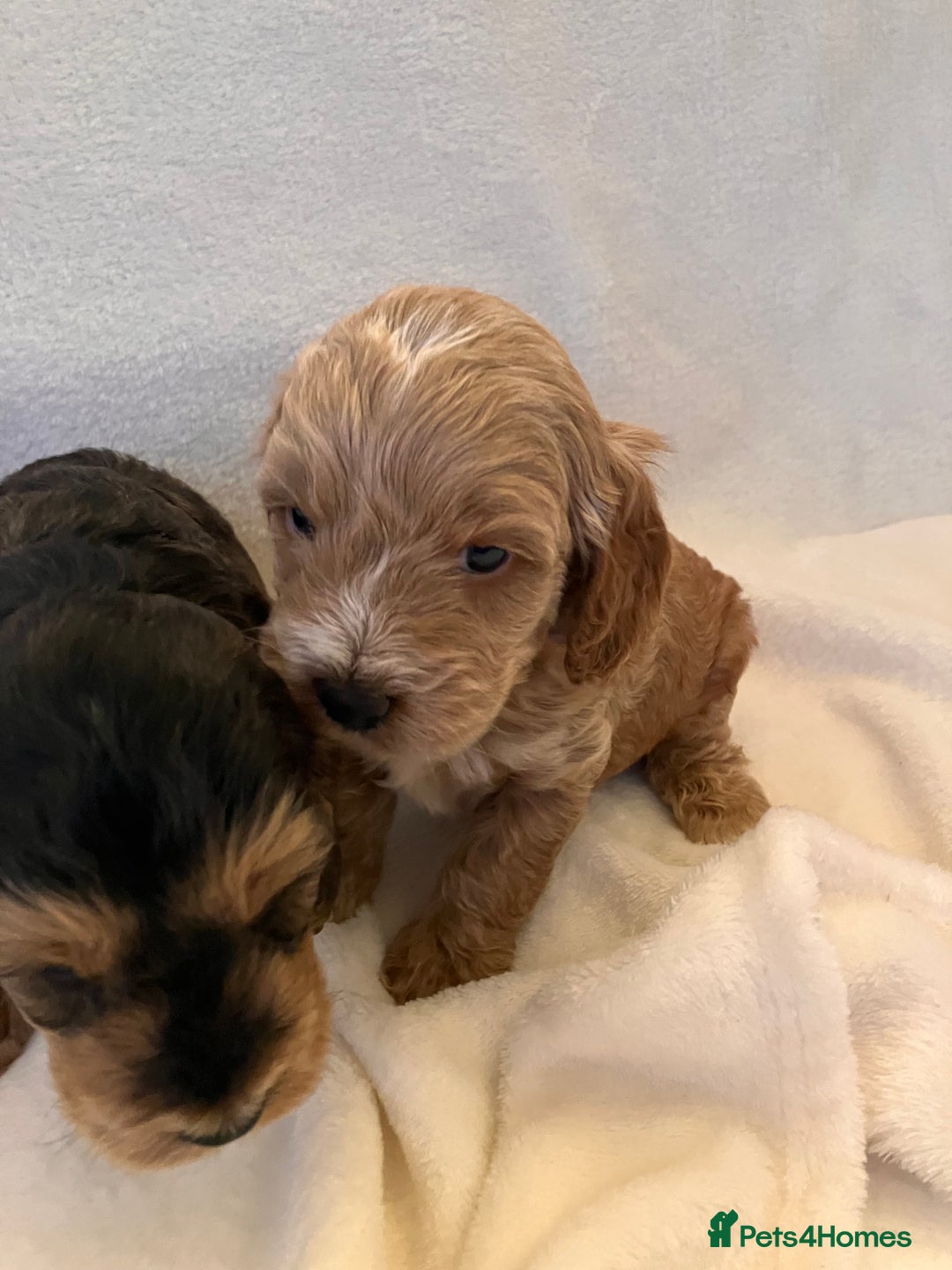 Cockapoo dogs for sale: F1 Cockapoo puppies, KC parents, health tested! - Image 15