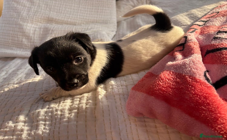 Jack Russell dogs - Advert 2