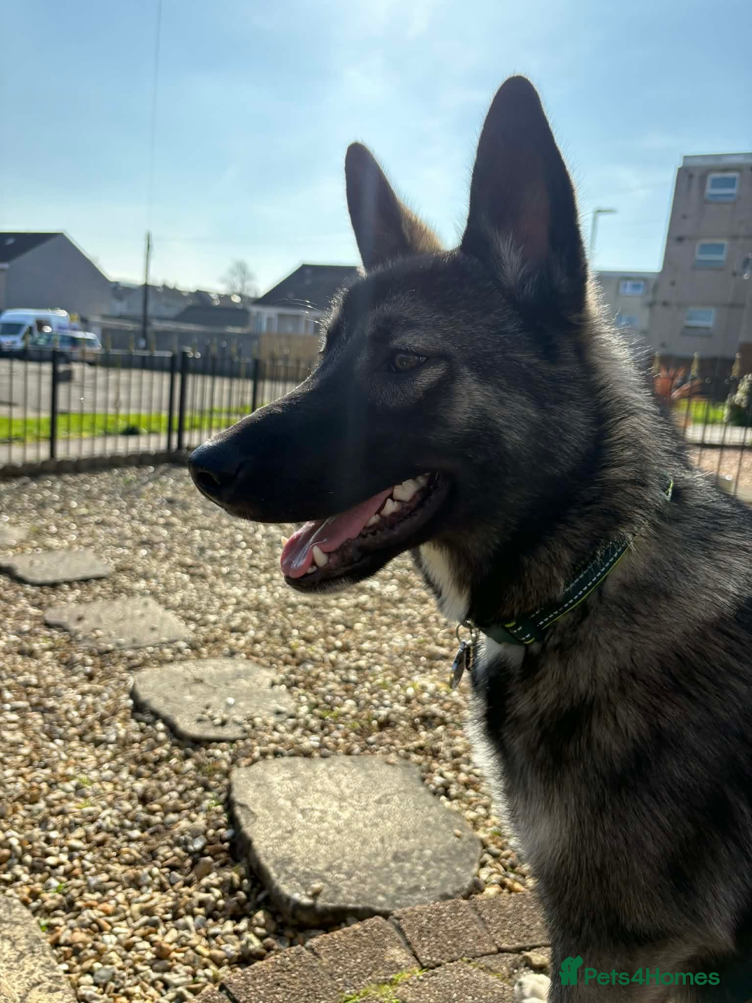 Shepsky dogs Kobe wan Kenobi needs a forever home - Advert 1