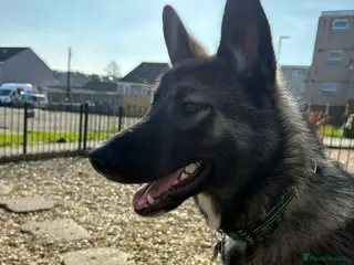 Shepsky dogs Kobe wan Kenobi needs a forever home - Advert 1