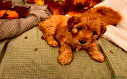 Mixed Breed dogs for sale: Cockapoo/Cavapoo Mix Puppies Available 10 Nov 25 - Image 13