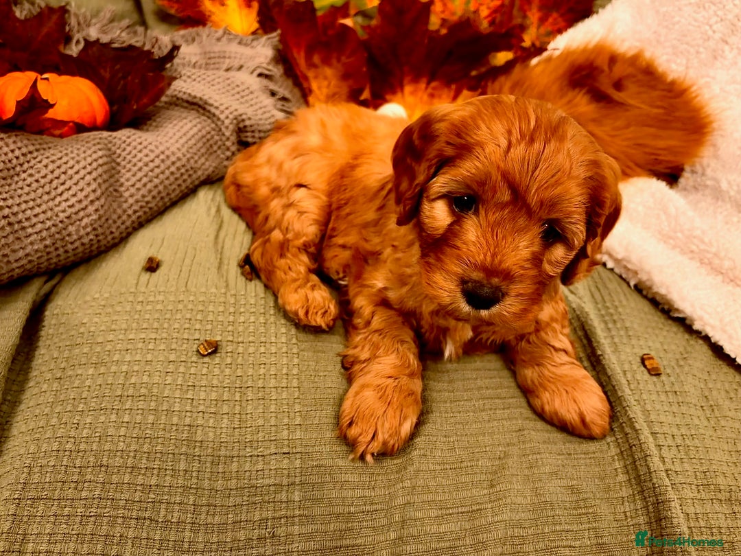 Mixed Breed dogs for sale: Cockapoo/Cavapoo Mix Puppies Available 10 Nov 25 - Image 13
