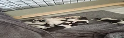 Mixed Breed dogs for sale: Cindy Lou’s beautiful puppies in Gloucester - Advert 27