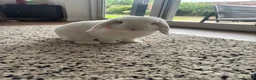 Dwarf Lop rabbits for sale: Bugsy  - Advert 2