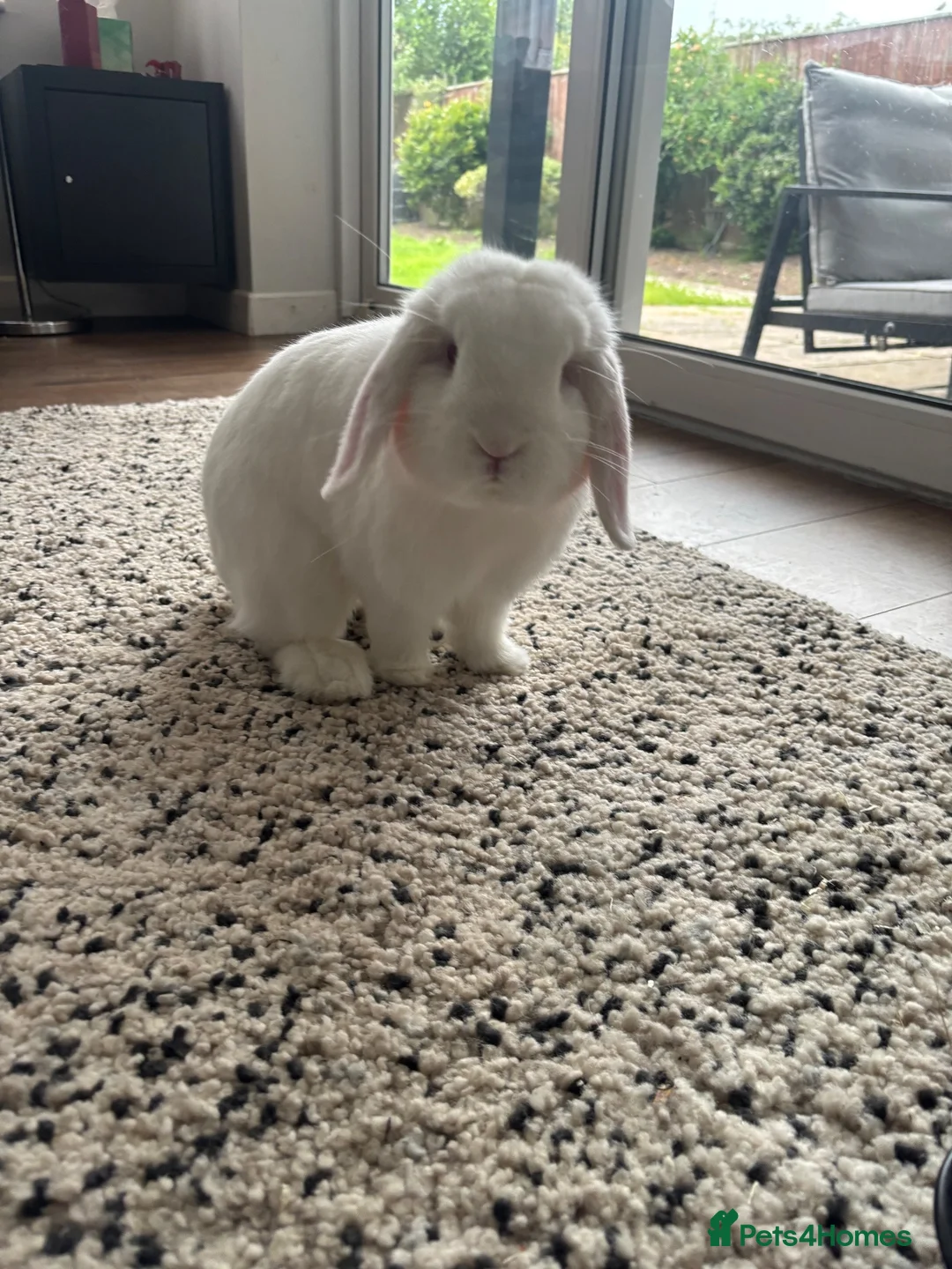 Dwarf Lop rabbits for sale: Bugsy  - Advert 2