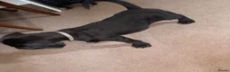Cane Corso dogs for sale: Grand champion bloodline Cane Corso puppies  - Advert 28
