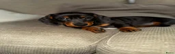 Miniature Dachshund dogs for sale: Miniature Dachsund for Sale - Advert 4