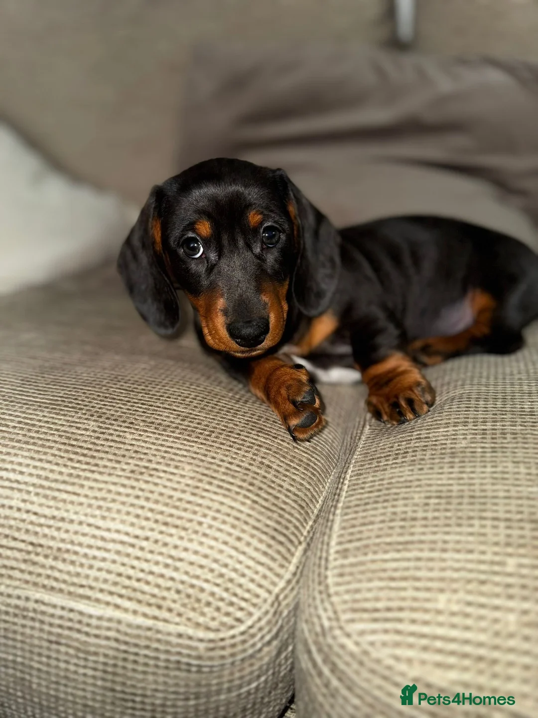Miniature Dachshund dogs for sale: Miniature Dachsund for Sale - Advert 4