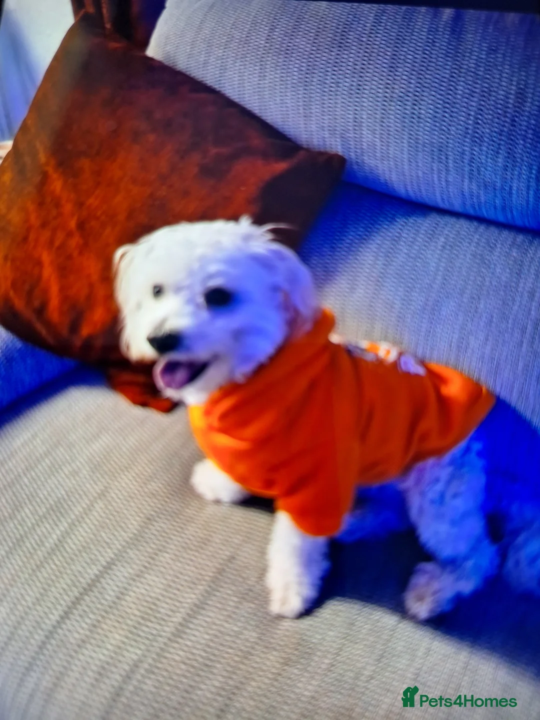 Maltese dogs for sale: Susanne in Swadlincote - Advert 1