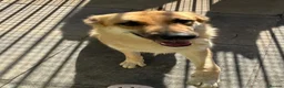 Saarloos Wolfdog dogs for sale: Stunning Low Content Wolfdog  - Advert 2