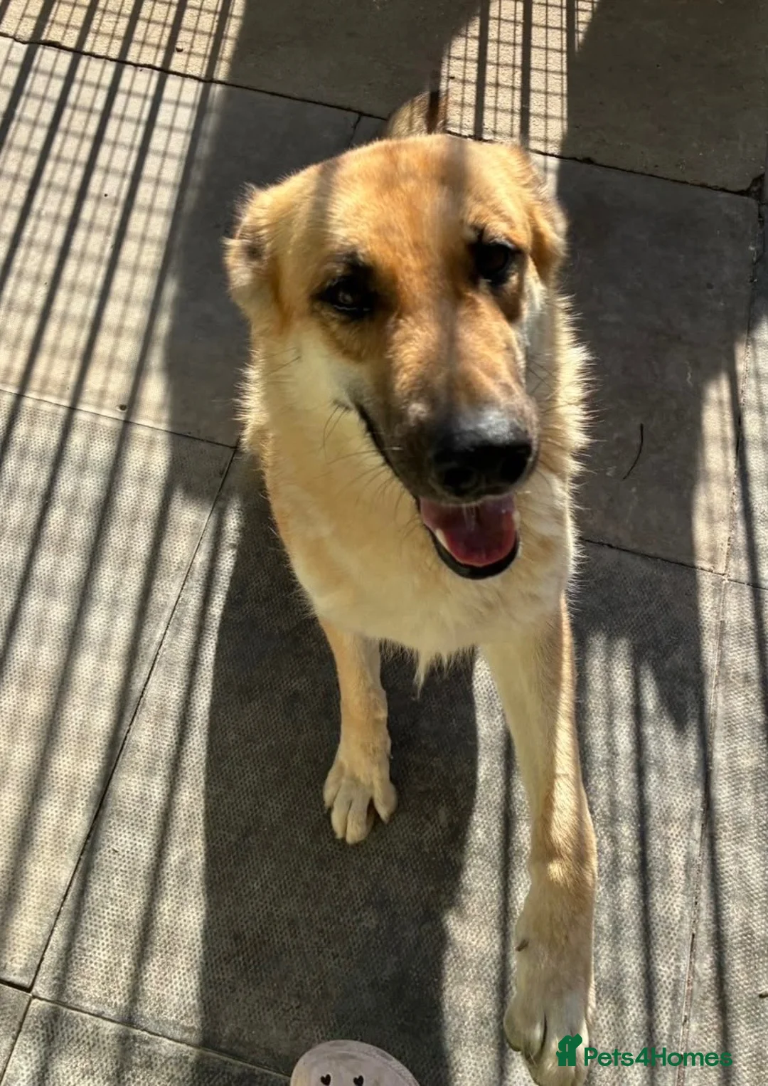 Saarloos Wolfdog dogs for sale: Stunning Low Content Wolfdog  - Advert 2