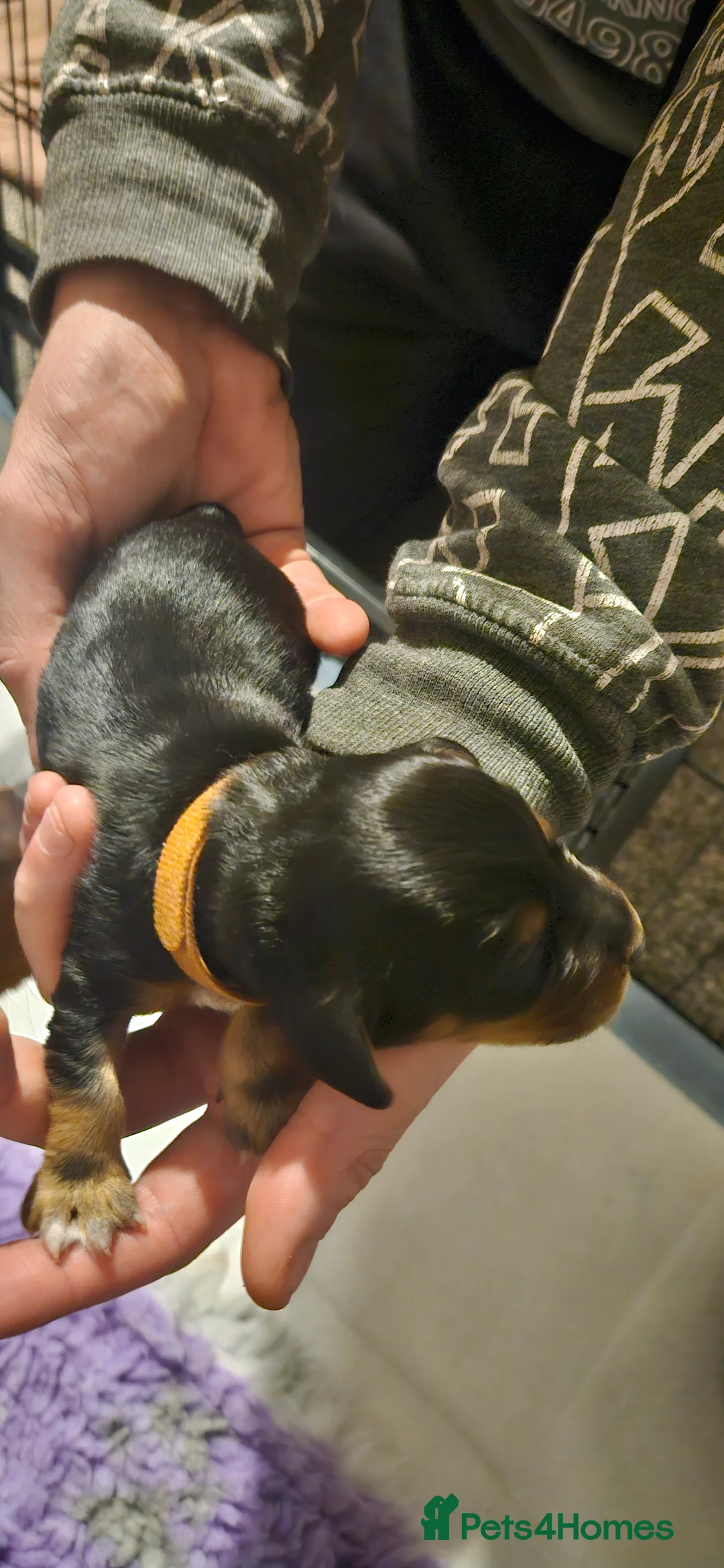 Mixed Breed dogs for sale: Daschund x Cocker Spaniel x Beagle - Advert 7