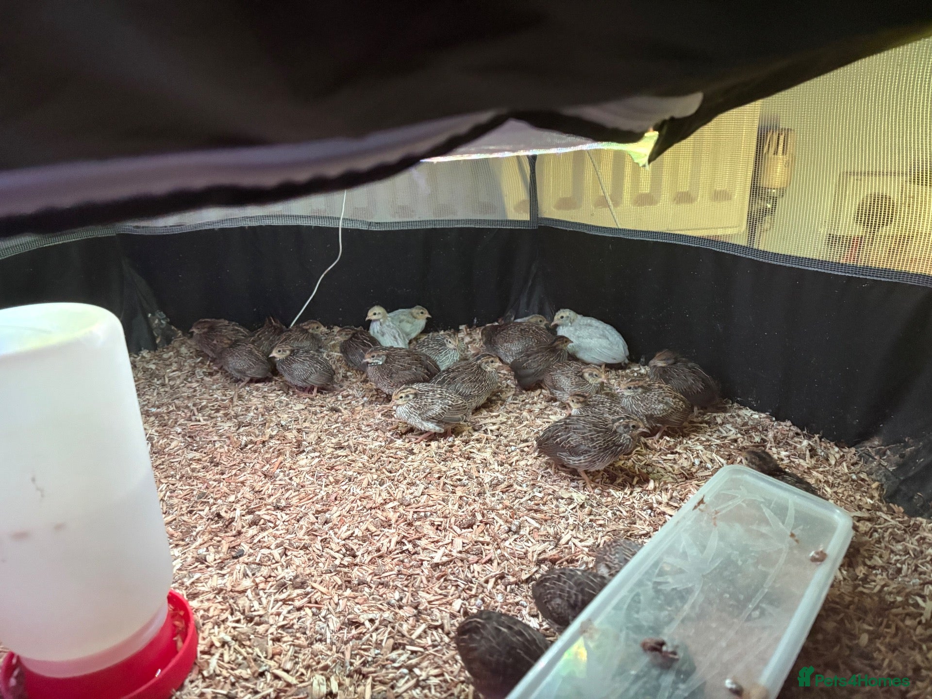 Quail poultry Button quail  - Advert 1