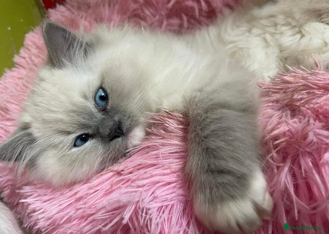 Ragdoll cats for sale: Amazing Ragdoll Babies - Image 15