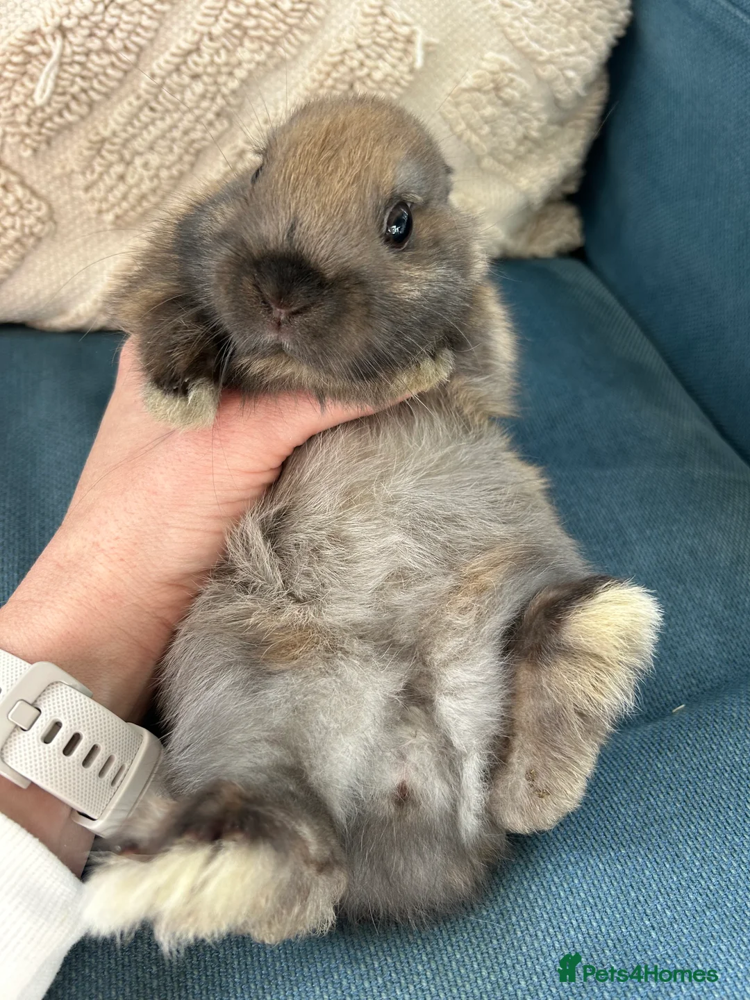 Netherland Dwarf rabbits for sale: 4 female purebred Netherland Dwarf Rabbits  - Advert 7
