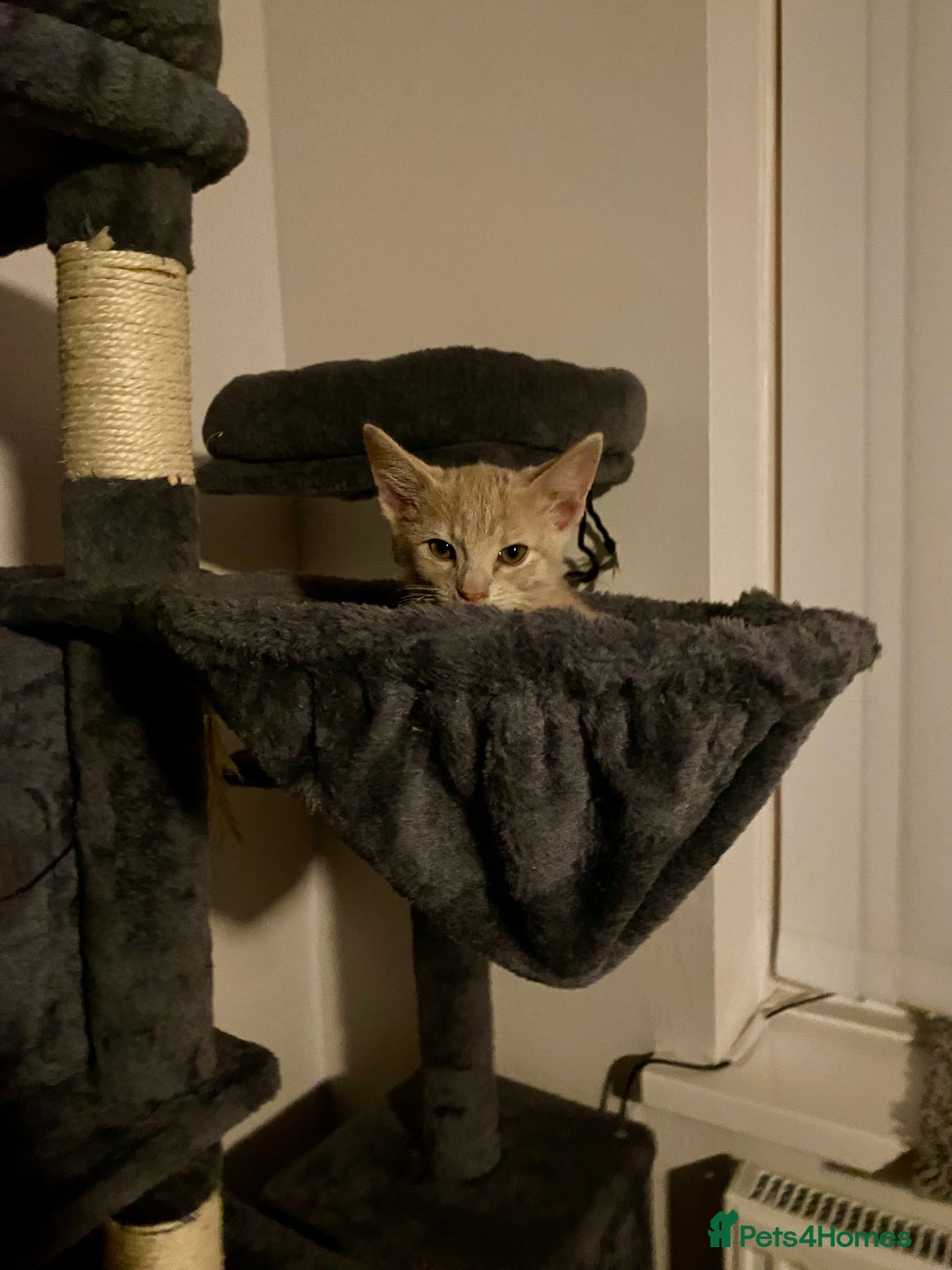 Mixed Breed cats for sale: Last little boy looking for forever home - Advert 3